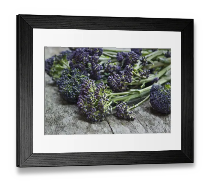 Framed Print : Fresh, raw, purple sprouting broccolli credit: Marie-Louise Avery  /  thePictureKitchen
