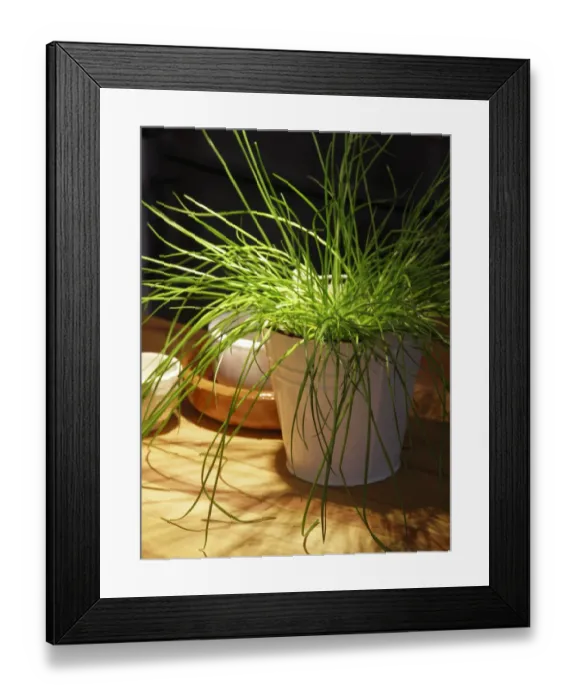 Framed Print : Brightly lit pot of chives on kitchen counter credit: Marie-Louise Avery / thePictureKitchen Framed Print : Brightly lit pot of chives on kitchen counter credit: Marie-Louise Avery / thePictureKitchen