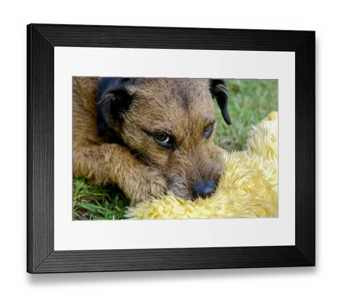Framed Print : Small tan terrier dog {Lakeland  /  Border cross} with favourite soft toy on garden lawn