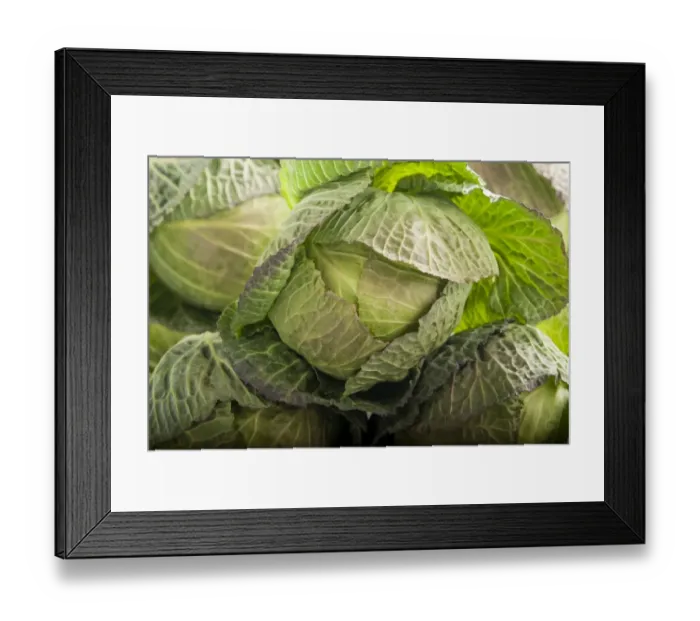 Framed Print : Massed green cabbages credit: Marie-Louise Avery / thePictureKitchen / TopFoto Framed Print : Massed green cabbages credit: Marie-Louise Avery / thePictureKitchen / TopFoto