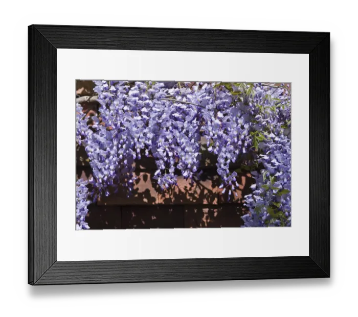 Framed Print : Wisteria on tiled wall of Kentish house UK credit: Marie-Louise Avery / thePictureKitchen Framed Print : Wisteria on tiled wall of Kentish house UK credit: Marie-Louise Avery / thePictureKitchen