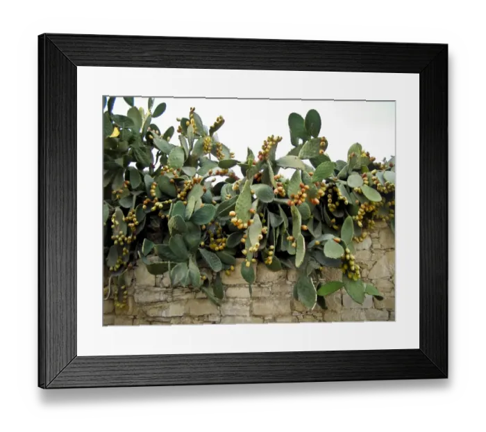 Framed Print : Prickly pear plant with profusion of fruit credit: Marie-Louise Avery  /  thePictureKitchen
