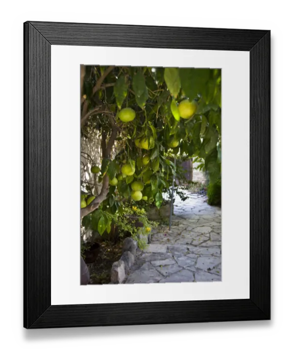 Framed Print : Grapefruits growing in courtyar of house in Psematismenos, Cyprus credit: Marie-Louise Framed Print : Grapefruits growing in courtyar of house in Psematismenos, Cyprus credit: Marie-Louise