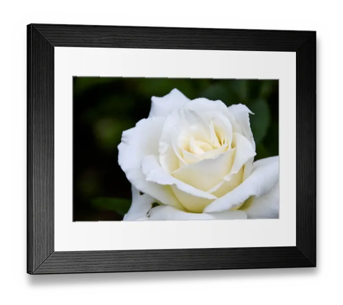 Framed Print : White iceberg full blown rose in garden setting. credit: Marie-Louise Avery / thePictureKitchen Framed Print : White iceberg full blown rose in garden setting. credit: Marie-Louise Avery / thePictureKitchen