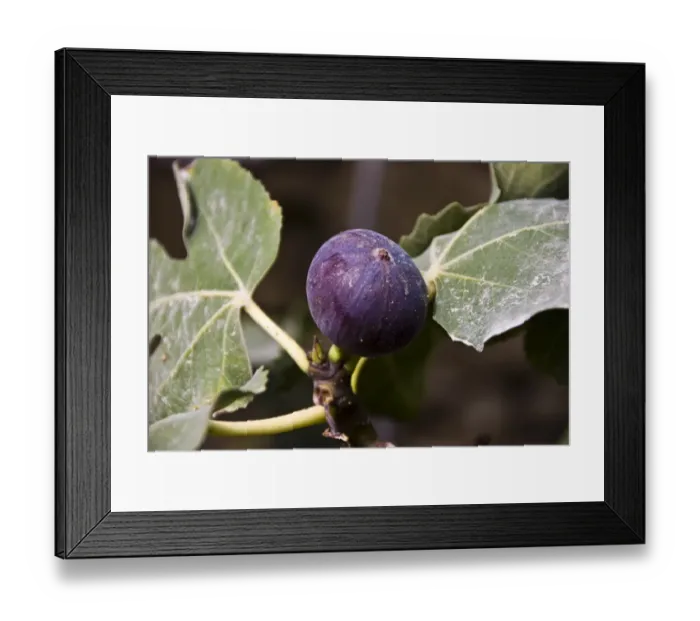 Framed Print : Ripe figs growing on trees in bright Cyprus sunshine credit: Marie-Louise Avery Framed Print : Ripe figs growing on trees in bright Cyprus sunshine credit: Marie-Louise Avery