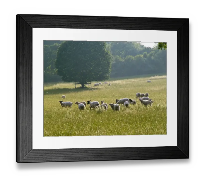Framed Print : Recently shorn sheep in English pasture in high summer. credit: Marie-Louise Avery