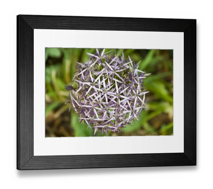 Framed Print : Star of Persia, allium Christophii, growing in shady garden in Kent UK credit Framed Print : Star of Persia, allium Christophii, growing in shady garden in Kent UK credit