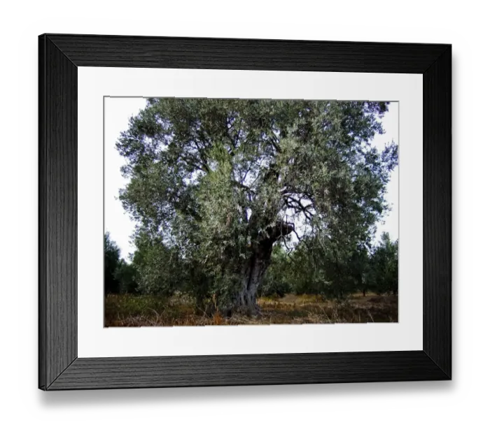 Framed Print : Olive trees growing in southern Cyprus credit: Marie-Louise Avery / thePictureKitchen Framed Print : Olive trees growing in southern Cyprus credit: Marie-Louise Avery / thePictureKitchen
