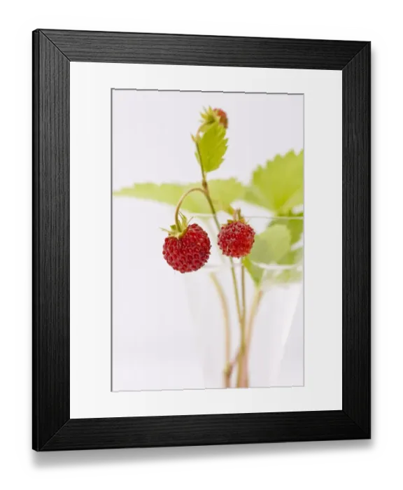 Framed Print : Sprigs of wild strawberries against white background credit: Marie-Louise Avery Framed Print : Sprigs of wild strawberries against white background credit: Marie-Louise Avery
