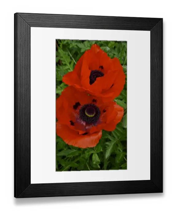 Framed Print : Two red poppies, against background of green leaves credit: Marie-Louise Avery