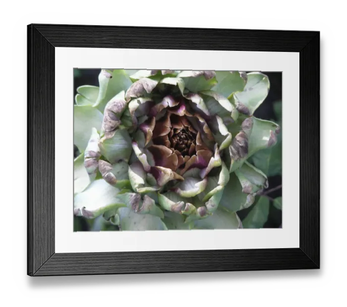 Framed Print : Globe artichoke growing. The Globe artichoke (Cynara scolymus) is a species of thistle Framed Print : Globe artichoke growing. The Globe artichoke (Cynara scolymus) is a species of thistle