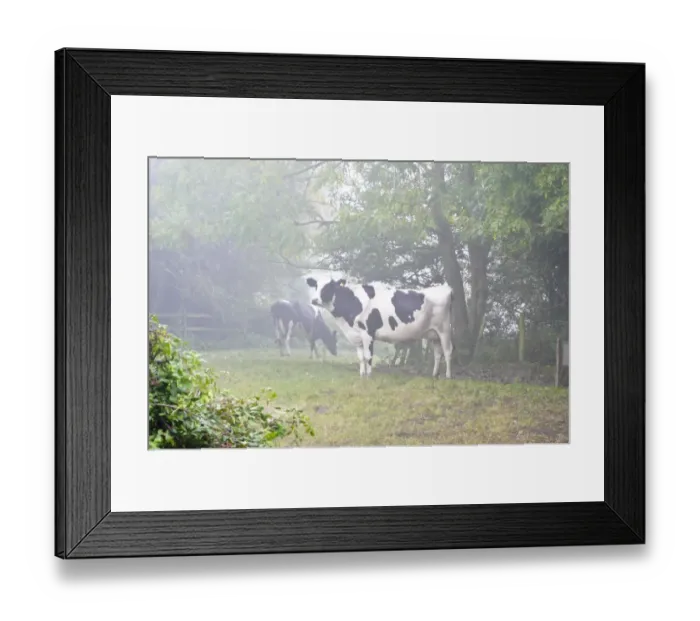 Framed Print : Holstein black and white heffers in wooded countryside on a misty autumn morning in Kent
