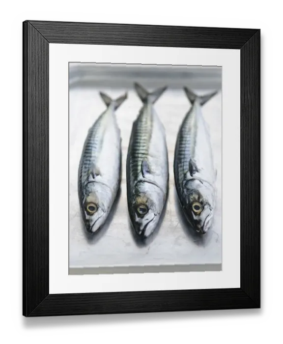 Framed Print : Three whole raw fresh mackerel credit: Marie-Louise Avery / thePictureKitchen / TopFoto Framed Print : Three whole raw fresh mackerel credit: Marie-Louise Avery / thePictureKitchen / TopFoto