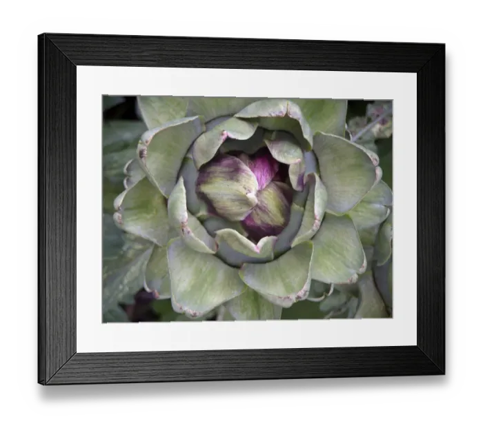 Framed Print : Globe artichoke growing. The Globe artichoke (Cynara scolymus) is a species of thistle Framed Print : Globe artichoke growing. The Globe artichoke (Cynara scolymus) is a species of thistle