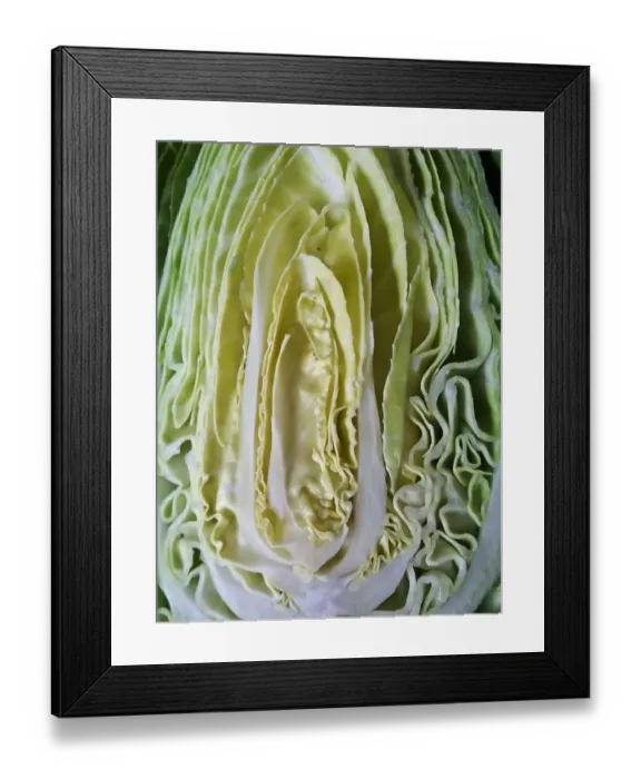 Framed Print : Cut face of sweetheart cabbage halved credit: Marie-Louise Avery / thePictureKitchen Framed Print : Cut face of sweetheart cabbage halved credit: Marie-Louise Avery / thePictureKitchen