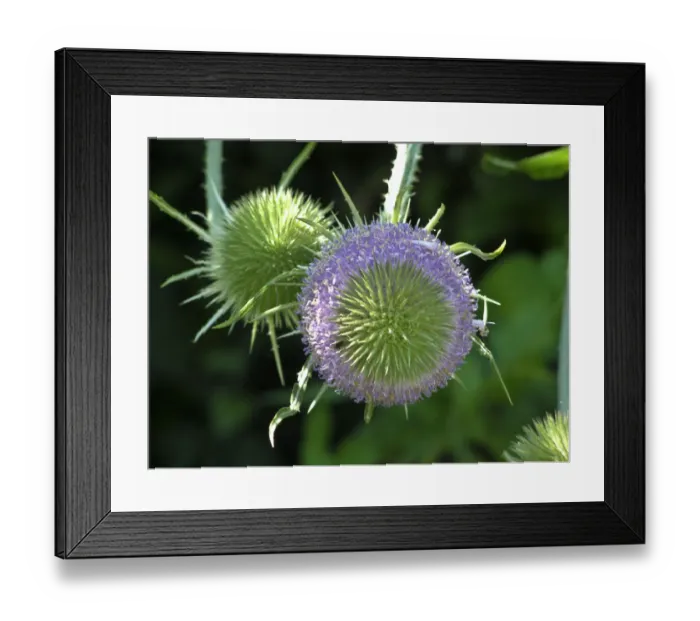 Framed Print : Teazle in flower in garden in Kent, UK credit: Marie-Louise Avery / thePictureKitchen Framed Print : Teazle in flower in garden in Kent, UK credit: Marie-Louise Avery / thePictureKitchen