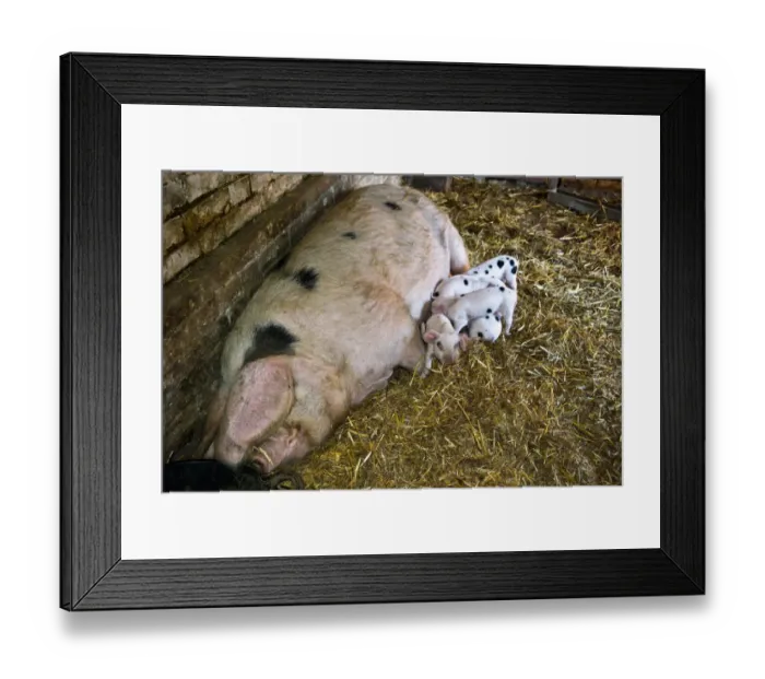 Framed Print : Betty the Gloucester Old Spot sow with her eight new piglets, four and a half days old Framed Print : Betty the Gloucester Old Spot sow with her eight new piglets, four and a half days old