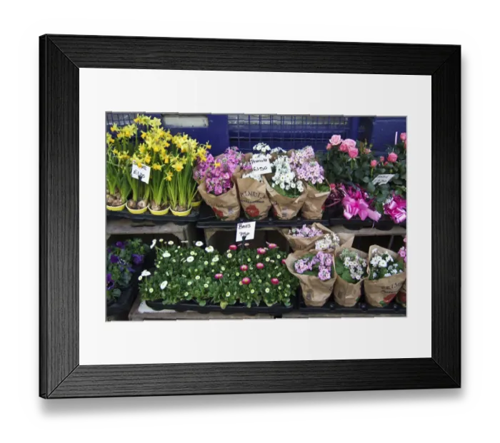 Framed Print : Plant on racks outside London flower shop. credit: Marie-Louise Avery / thePictureKitchen Framed Print : Plant on racks outside London flower shop. credit: Marie-Louise Avery / thePictureKitchen