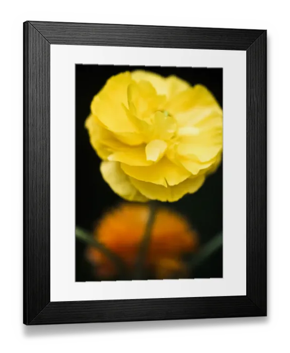 Framed Print : Yellow ranunculus flower against dark background credit: Marie-Louise Avery / thePictureKitchen Framed Print : Yellow ranunculus flower against dark background credit: Marie-Louise Avery / thePictureKitchen