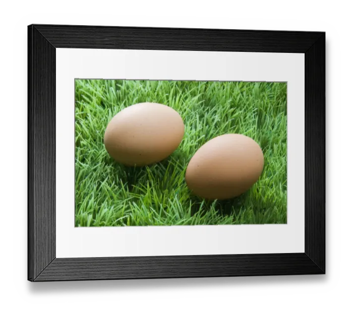 Framed Print : Two brown eggs on fake green plastic grass credit: Marie-Louise Avery / thePictureKitchen Framed Print : Two brown eggs on fake green plastic grass credit: Marie-Louise Avery / thePictureKitchen