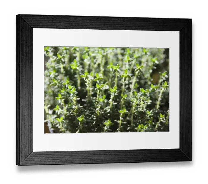 Framed Print : credit: Marie-Louise Avery / thePictureKitchen / TopFoto Framed Print : credit: Marie-Louise Avery / thePictureKitchen / TopFoto