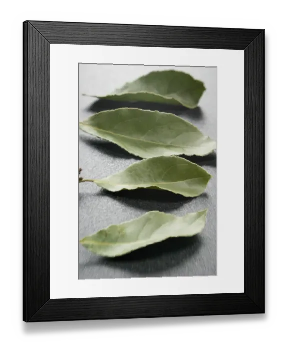 Framed Print : Bay leaves on a dark plastic surface. Bay leaf (Greek Daphni, Romanian Foi de Dafin) Framed Print : Bay leaves on a dark plastic surface. Bay leaf (Greek Daphni, Romanian Foi de Dafin)