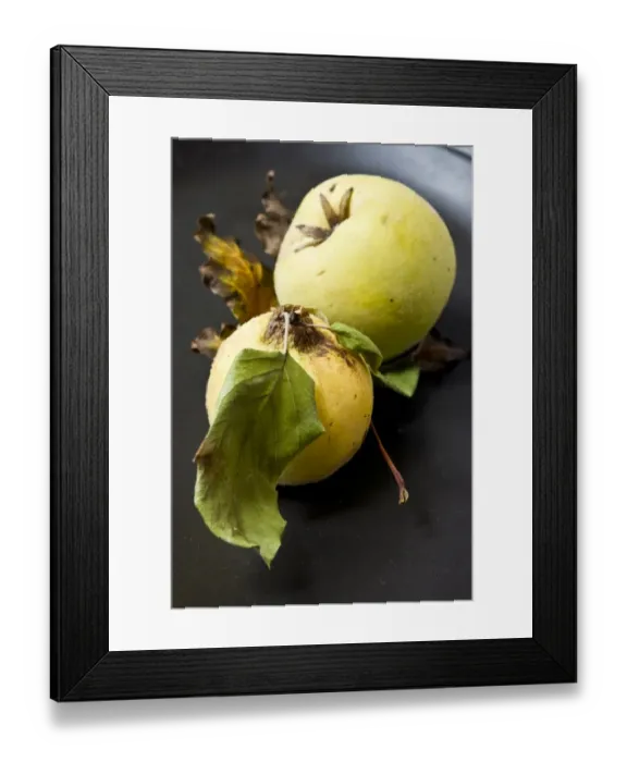 Framed Print : Two quinces on black plate. credit: Marie-Louise Avery / thePictureKitchen / TopFoto Framed Print : Two quinces on black plate. credit: Marie-Louise Avery / thePictureKitchen / TopFoto