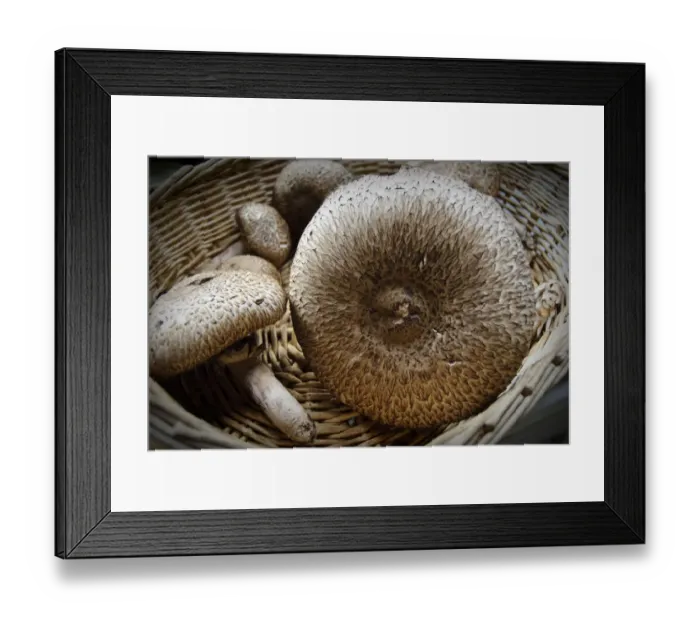 Framed Print : Freshly collected Agaricus augustus, also known as the Prince, a mushroom of