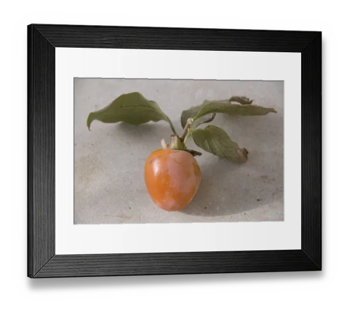 Framed Print : Persimmons freshly picked from the tree in southern Cyprus. credit: Marie-Louise