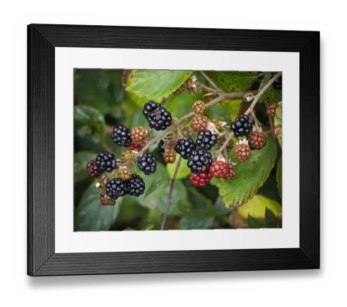 Framed Print : Blackberries ripening in Kentish hedgerow credit: Marie-Louise Avery / thePictureKitchen Framed Print : Blackberries ripening in Kentish hedgerow credit: Marie-Louise Avery / thePictureKitchen