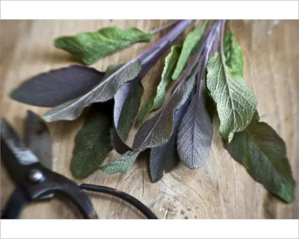 Freshly cut sprig of purple sage leaves on old wooden surface, with Japanese scissors