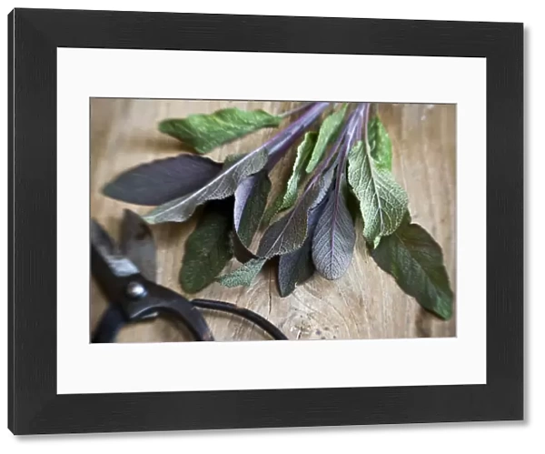 Freshly cut sprig of purple sage leaves on old wooden surface, with Japanese scissors