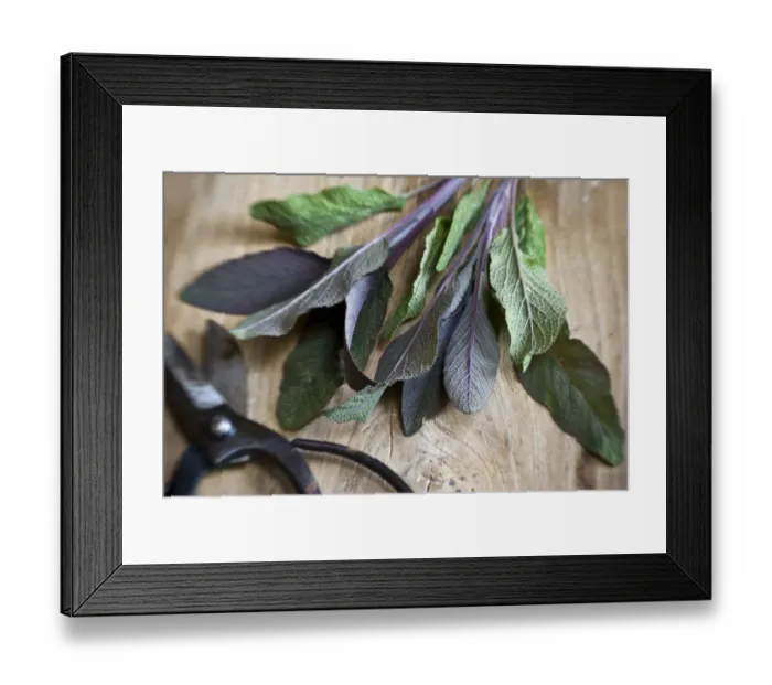 Framed Print : Freshly cut sprig of purple sage leaves on old wooden surface, with Japanese scissors Framed Print : Freshly cut sprig of purple sage leaves on old wooden surface, with Japanese scissors