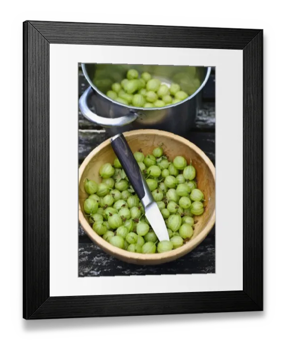 Framed Print : Preparing fresh homegrown gooseberries for cooking credit: Marie-Louise Avery / Framed Print : Preparing fresh homegrown gooseberries for cooking credit: Marie-Louise Avery /