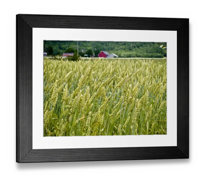 Framed Print : Ripening wheat interspersed with chamomile flowers in field in Halland, southern Framed Print : Ripening wheat interspersed with chamomile flowers in field in Halland, southern