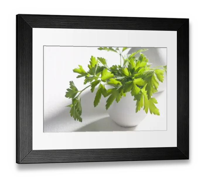 Framed Print : Bunch of flat parsley in small ceramic cup credit: Marie-Louise Avery  /  thePictureKitchen