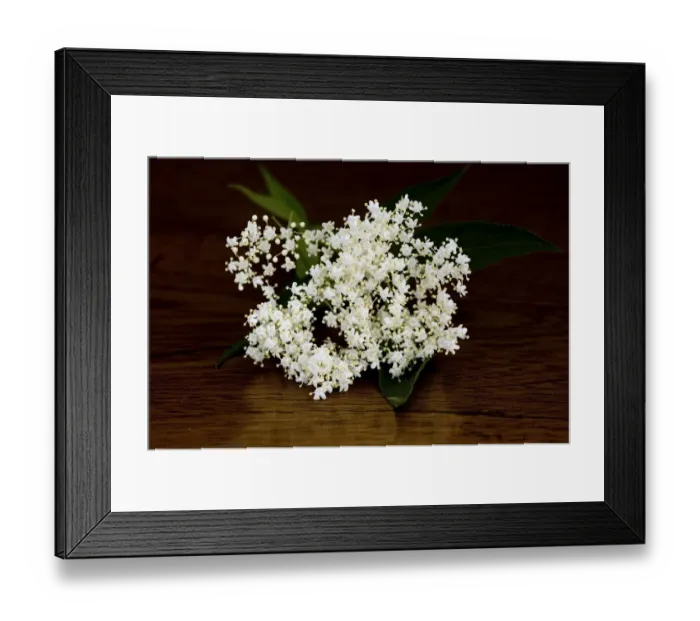 Framed Print : Elderflower bloom credit: Marie-Louise Avery / thePictureKitchen / TopFoto Framed Print : Elderflower bloom credit: Marie-Louise Avery / thePictureKitchen / TopFoto