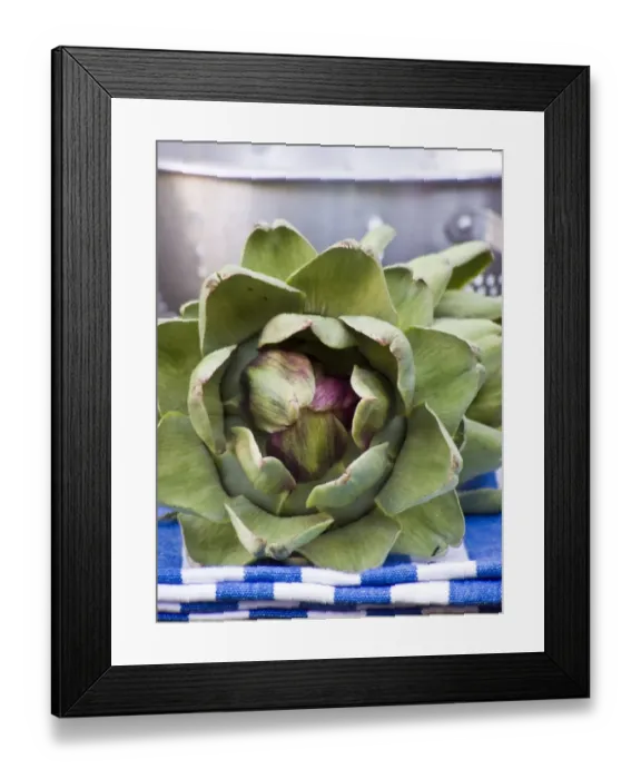 Framed Print : Freshly picked globe artichokes, with metal colander. credit: Marie-Louise Avery Framed Print : Freshly picked globe artichokes, with metal colander. credit: Marie-Louise Avery