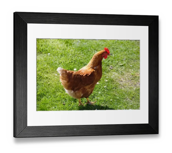 Framed Print : Really free-range hens roaming on stoat and fox free island off Scottish coast. credit