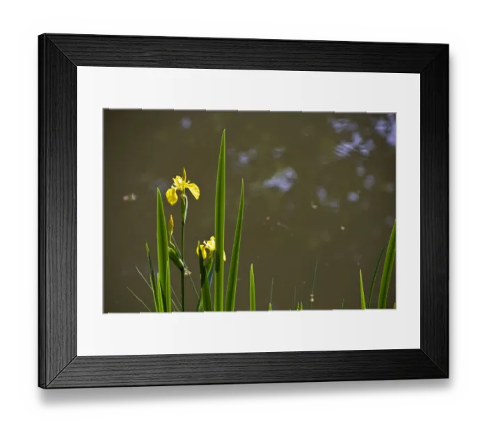 Framed Print : Yellow flag irises at pond margin with reflections of trees credit: Marie-Louise Framed Print : Yellow flag irises at pond margin with reflections of trees credit: Marie-Louise