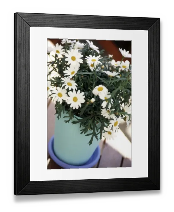 Framed Print : Marguerite daisies growing in clay pot painted in blue and turqoise outdoors on decking