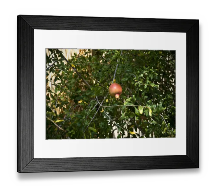 Framed Print : Pomegranate hanging in tree in southern Cyprus credit: Marie-Louise Avery / thePictureKitchen Framed Print : Pomegranate hanging in tree in southern Cyprus credit: Marie-Louise Avery / thePictureKitchen