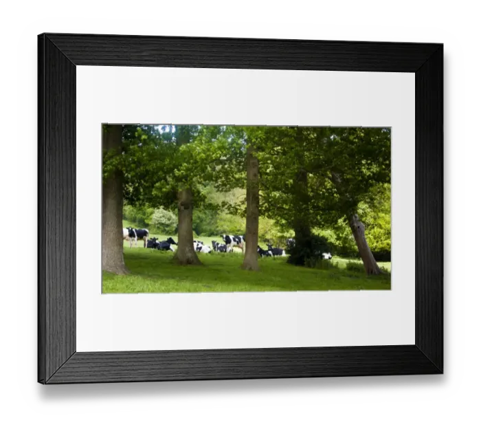 Framed Print : Holstein cows grazing on hilly field on organic farm in the weald of Kent UK credit Framed Print : Holstein cows grazing on hilly field on organic farm in the weald of Kent UK credit