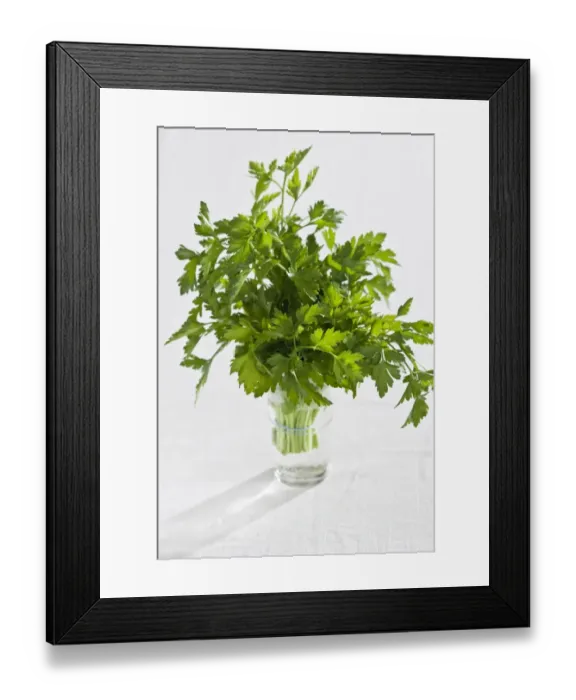 Framed Print : Bunch of flat parsley in small ceramic cup credit: Marie-Louise Avery  /  thePictureKitchen