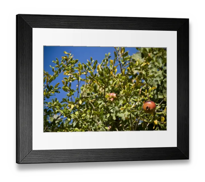 Framed Print : Pomegranates growing in trees in southern Cyprus, against bright blue sky credit Framed Print : Pomegranates growing in trees in southern Cyprus, against bright blue sky credit