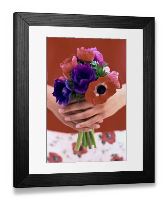Framed Print : Posy of red, pink and mauve anemones held in hands credit: Marie-Louise Avery / Framed Print : Posy of red, pink and mauve anemones held in hands credit: Marie-Louise Avery /