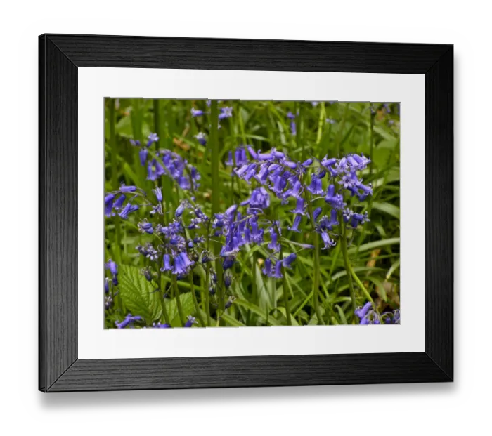 Framed Print : Bluebells growing wild in woods in Kent UK. credit: Marie-Louise Avery / thePictureKitchen Framed Print : Bluebells growing wild in woods in Kent UK. credit: Marie-Louise Avery / thePictureKitchen