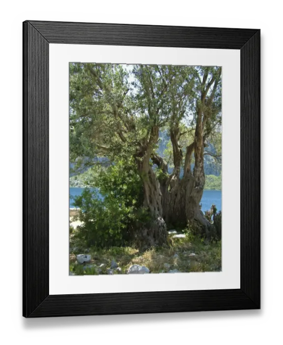 Framed Print : Ancient olive tree, on tiny island off southern Turkish coast. credit: Marie-Louise Framed Print : Ancient olive tree, on tiny island off southern Turkish coast. credit: Marie-Louise