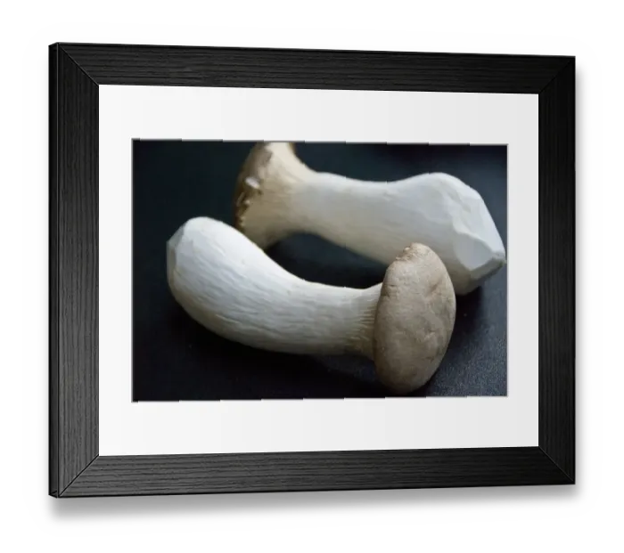 Framed Print : Native to Mediterranean regions of Europe, the Middle East, and North Africa, but Framed Print : Native to Mediterranean regions of Europe, the Middle East, and North Africa, but