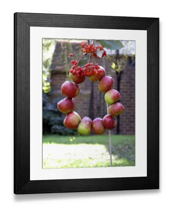 Framed Print : Harvest wreath of red apples strung on wire into a circle and decorated with bunches Framed Print : Harvest wreath of red apples strung on wire into a circle and decorated with bunches